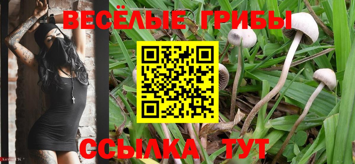 Санкт-Петербург  Псилоцибиновые грибы Psilocybe  Вход с VPN 